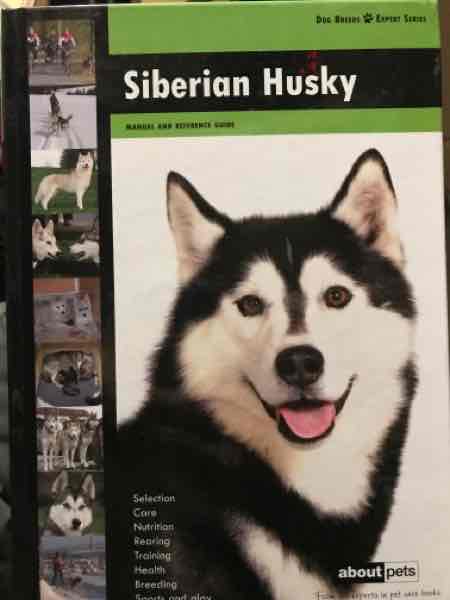 Siberian Husky