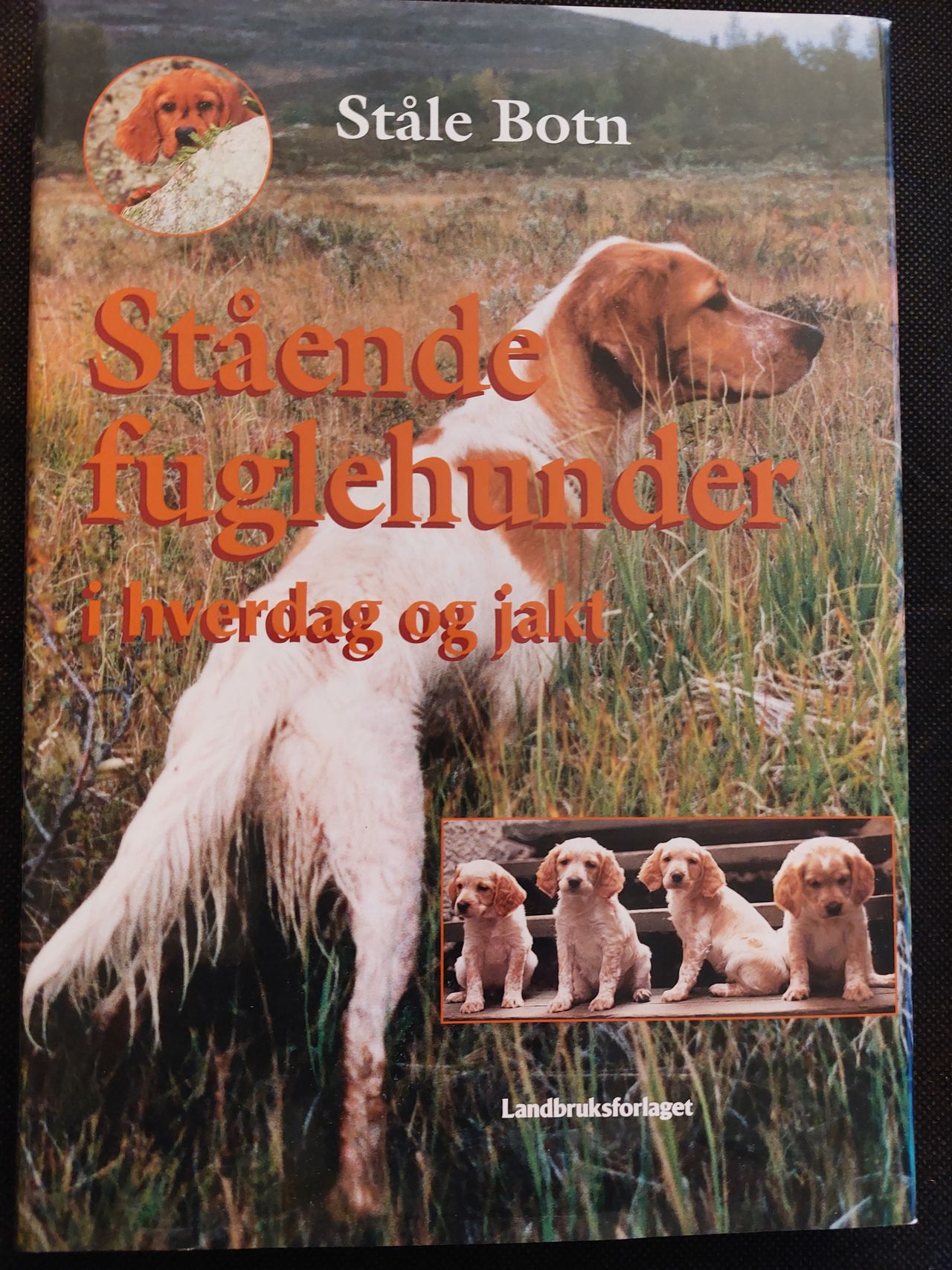 Stående fuglehunder i hverdag og jakt