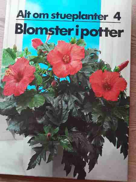 Alt om stueplanter 4; Blomster i potter