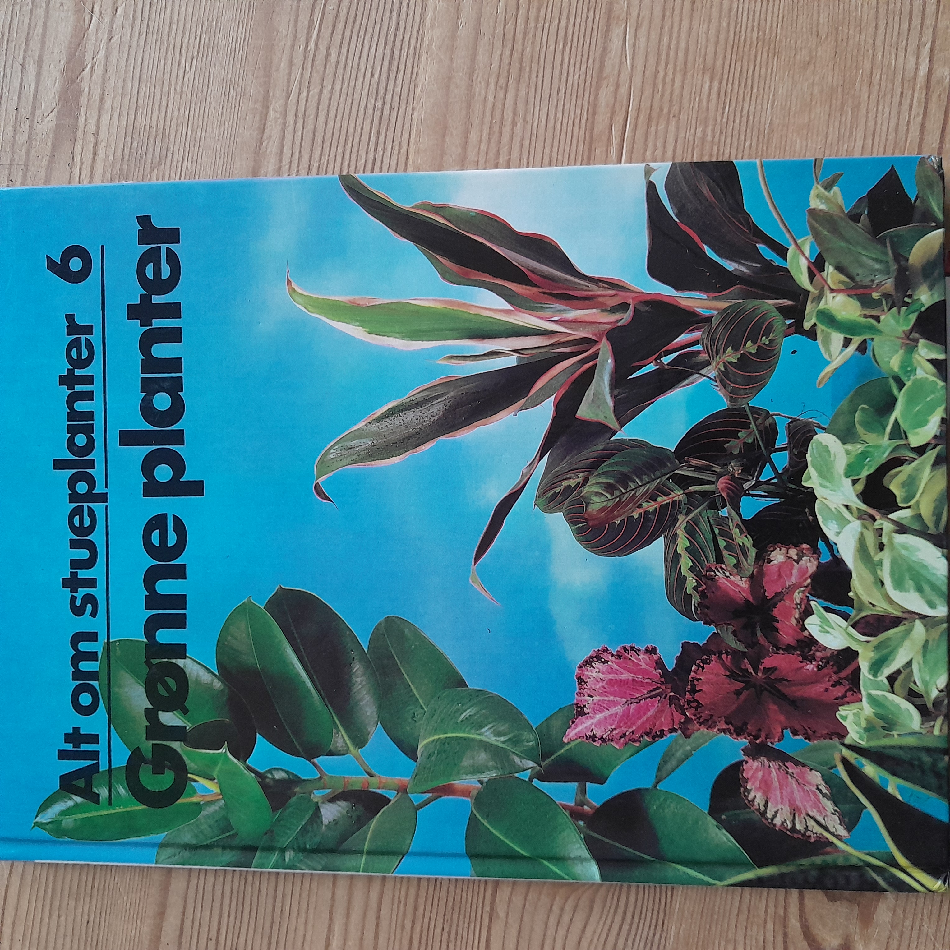 Alt om stueplanter 6 Grønne planter 