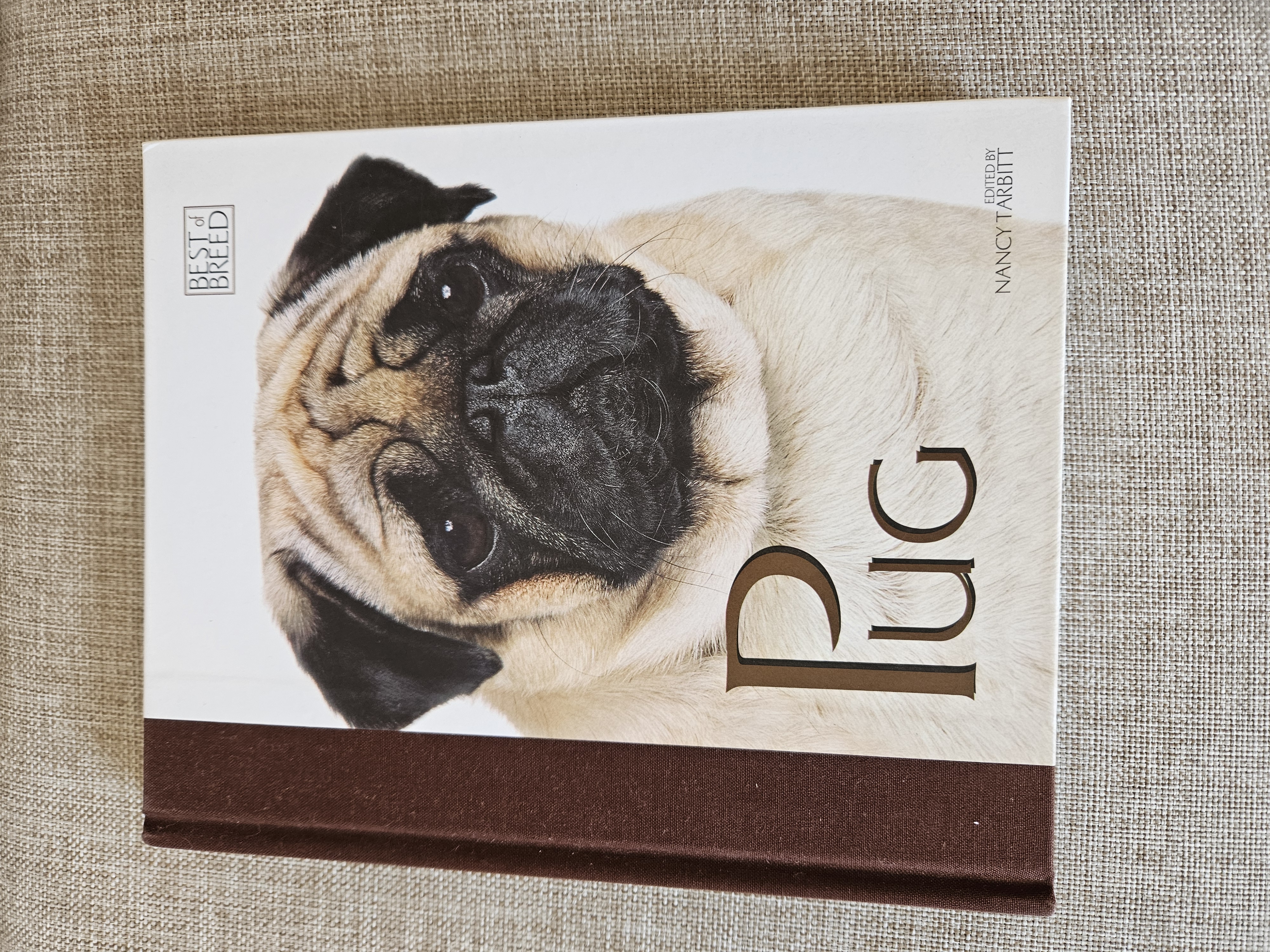 Pug Best Of Breed