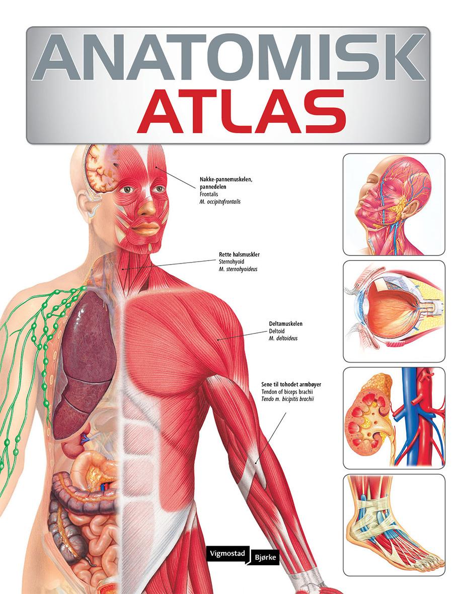 Anatomisk atlas