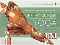 The Key Muscles of Yoga