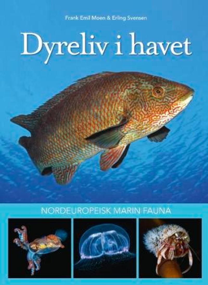 Dyreliv i havet